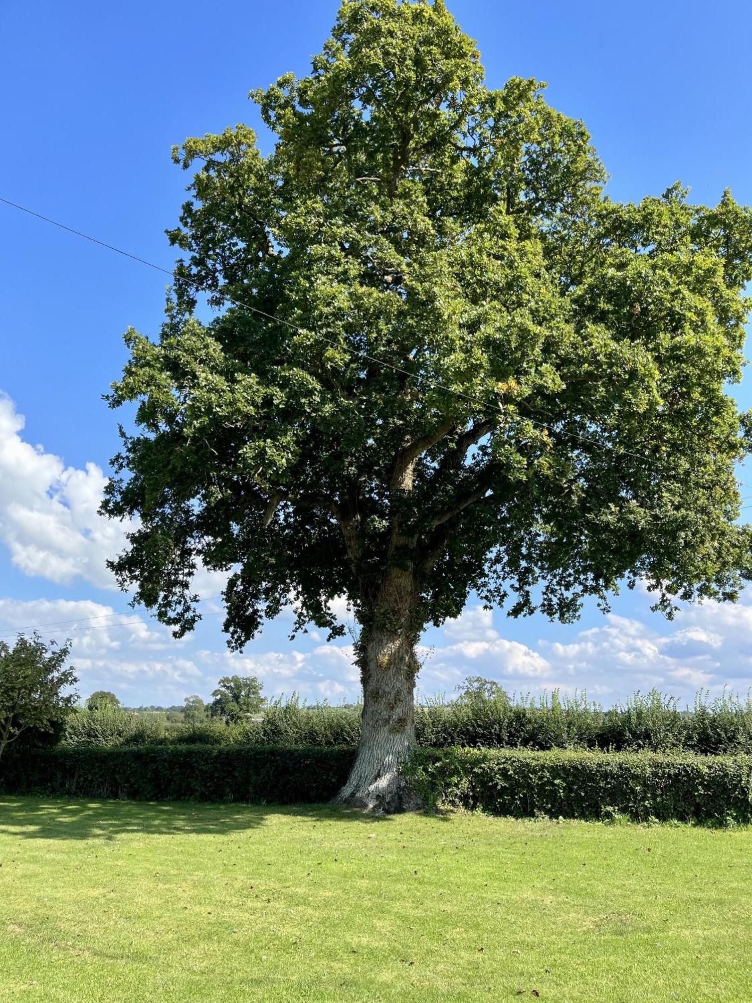 לינה וארוחת בוקר Stalbridge Priors Oak - A Cosy Studio With Countryside Views In Dorset מראה חיצוני תמונה